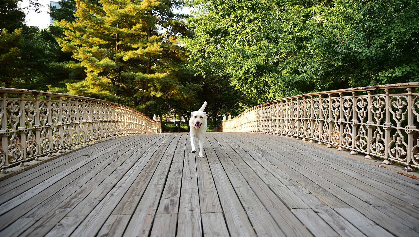 Dog walking on bridge in Central Park